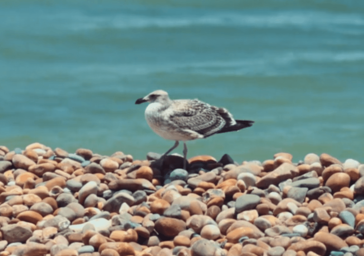 Pacasmayo – por Diego Alvarez Maza