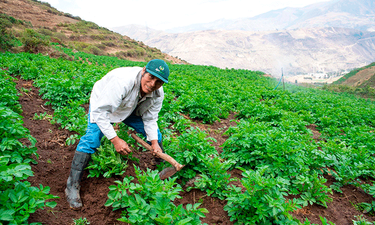 Condecorarán a agricultores por el Día del Campesino