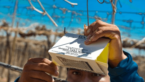 La Libertad: Implementan acciones contra mosca de la fruta