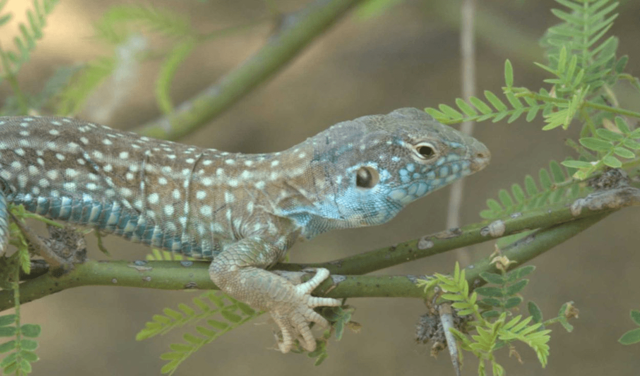 La Libertad: buscan preservar al cañán, animal en extinción