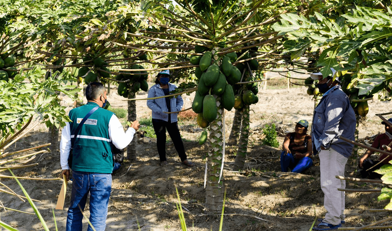 Municipios afianzan compromiso para erradicar mosca de la fruta