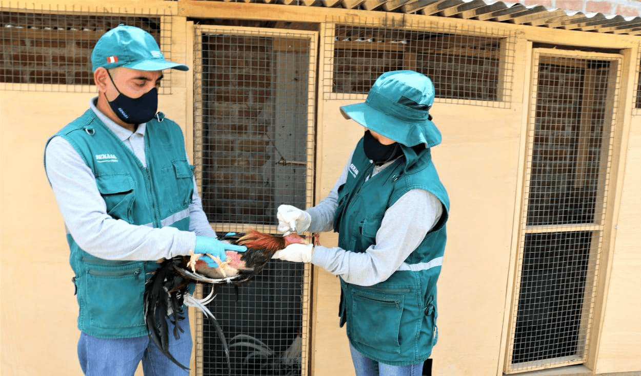 La Libertad: 285.000 aves son vacunadas contra enfermedad de Newcastle