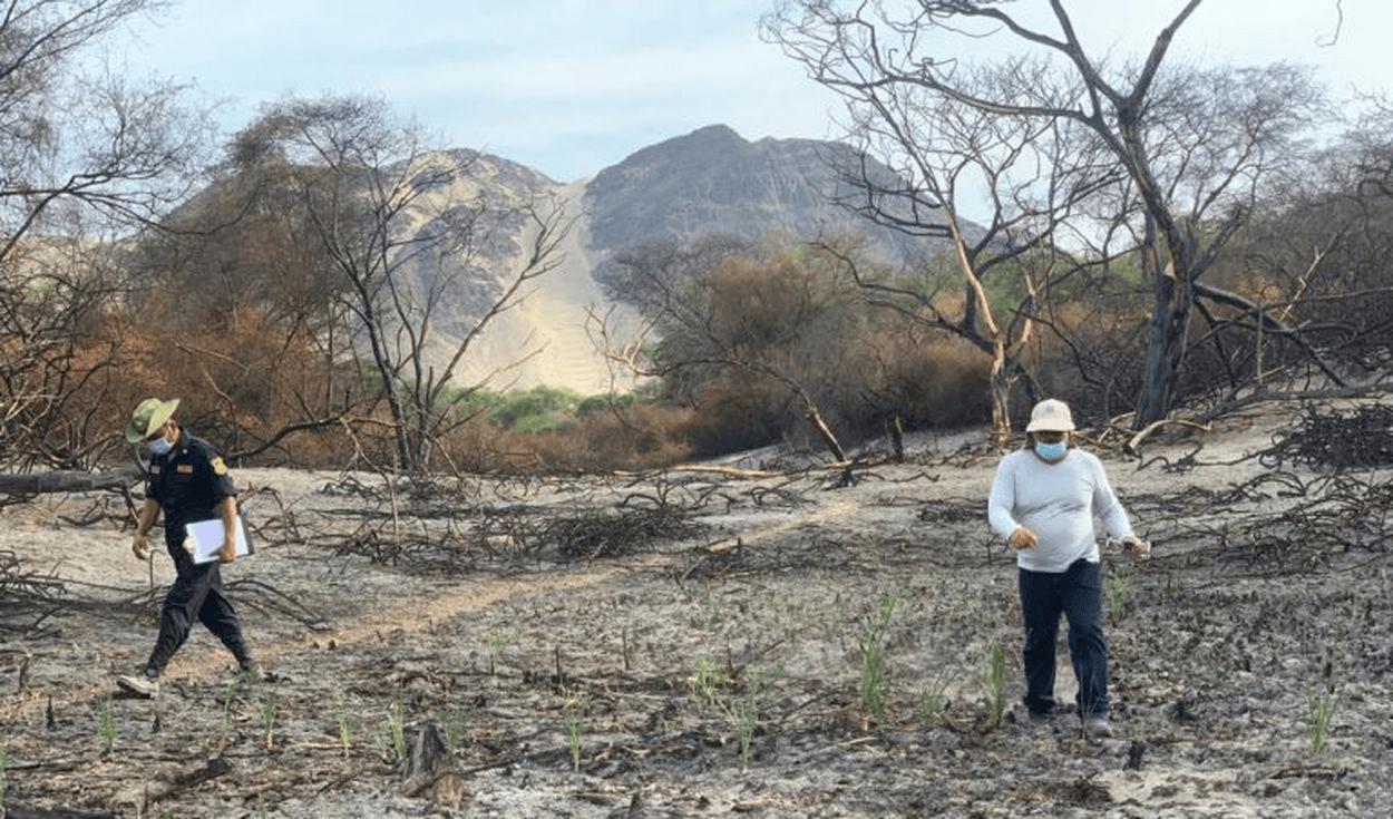 La Libertad: Bosque Cañoncillo en peligro por taladores ilegales