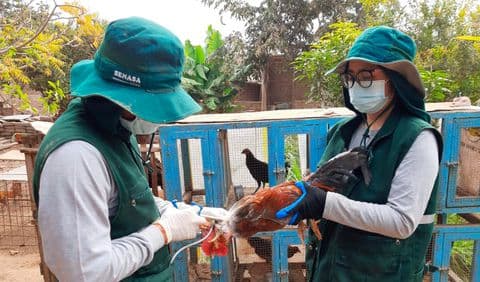 Vacunan a más de 400.000 aves contra mortal enfermedad en La Libertad