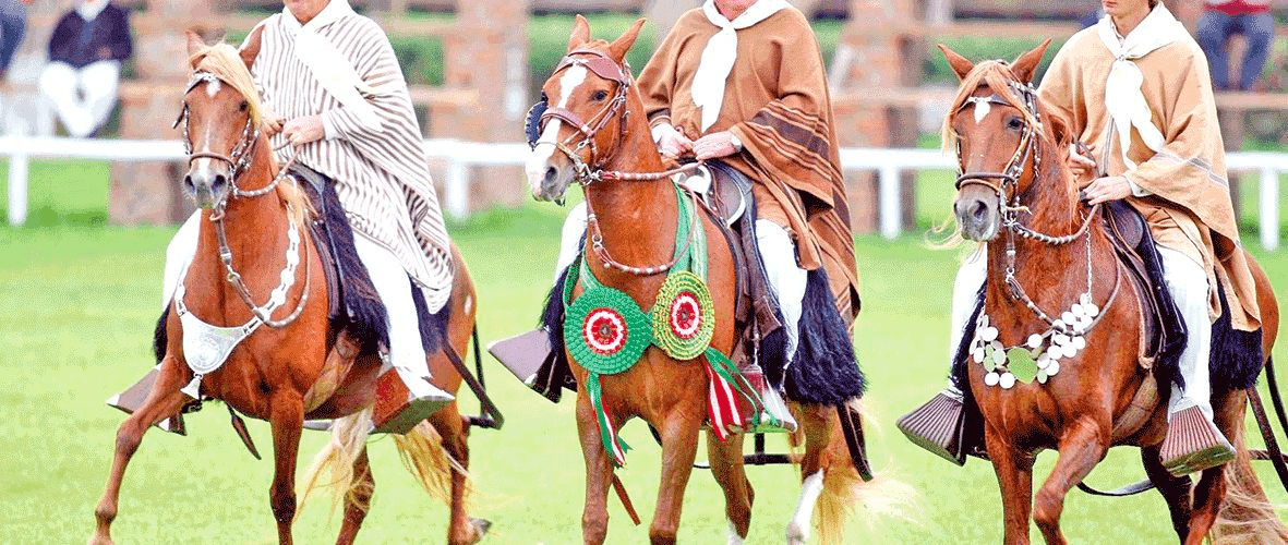 Caballos de paso engalanarán Piura – La Hora