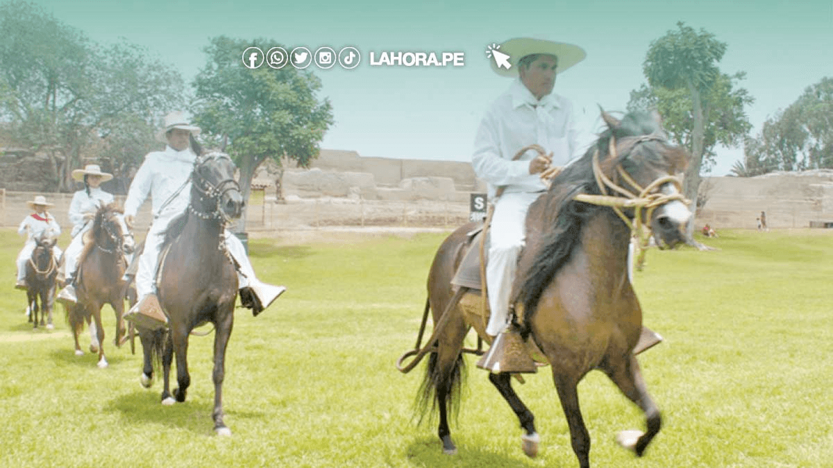Caballo peruano de paso se lucirá en concurso