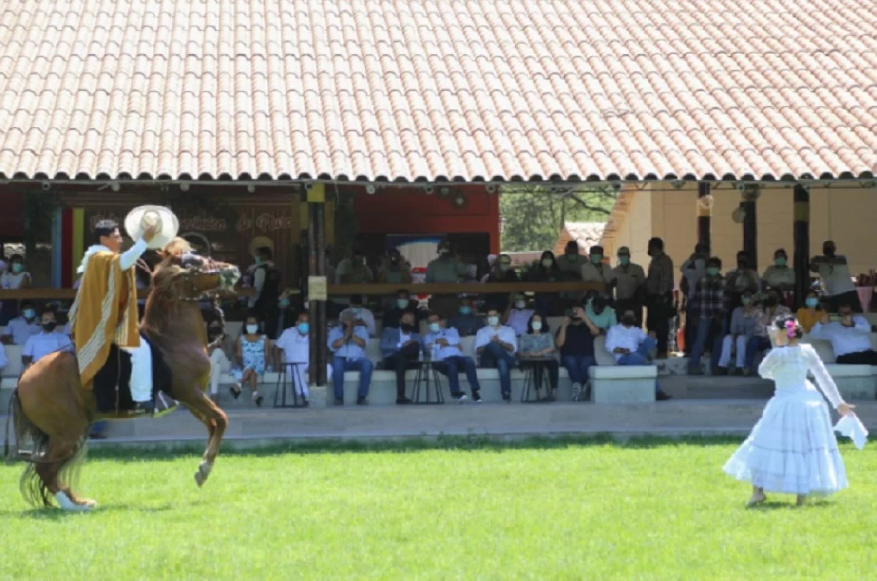 Derrocharán elegancia: 250 caballos peruanos de paso competirán en balneario de Pimentel