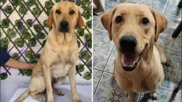 La Libertad: joven pide ayuda para encontrar a su perrita perdida en Pacasmayo