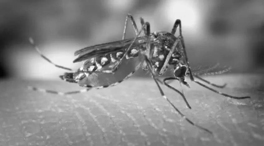 La Libertad enfrenta aumento en casos de dengue: 32 distritos reportan infecciones – Buena Pepa