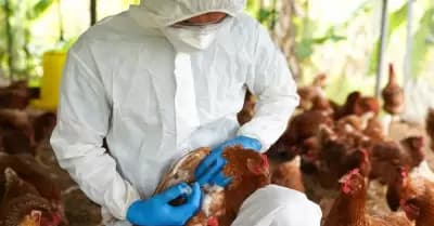 Alerta en Chepén: Nuevo Caso de Influenza Aviar Preocupa a Productores