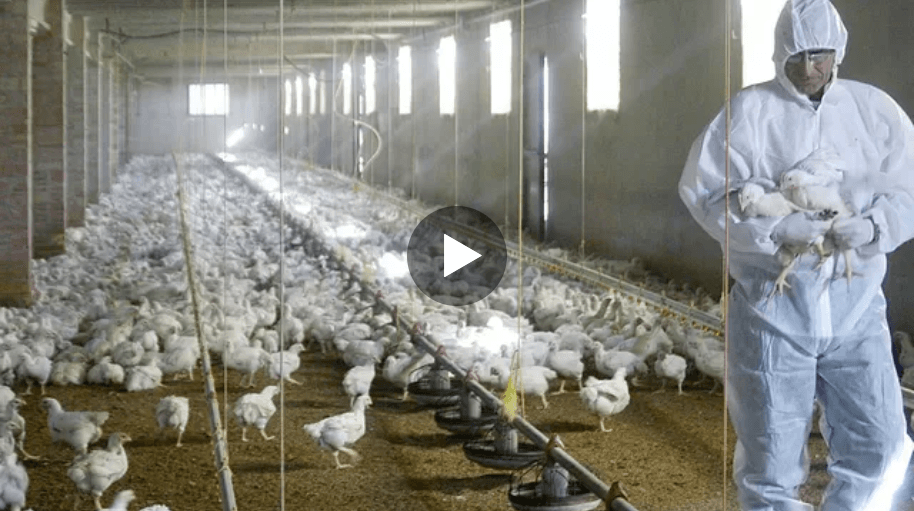 Alerta en Pacasmayo y Chepén: Tercer Brote de Gripe Aviar Exige Acciones Inmediatas