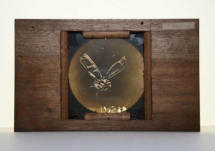 El Primer Hito en la Fotografía en Color: La Revolucionaria Demostración de Maxwell