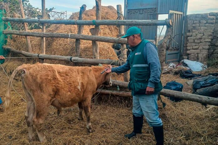 Vacunación contra el ántrax: Protegiendo el ganado en La Libertad