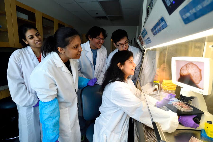 Avance científico: órganos cerebrales completos