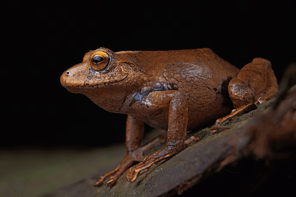 Pristimantis nunezcortezi (Pensoft Publishers / Germán Chávez)