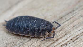 Récord histórico: Perú exporta US$8,729 millones en agosto