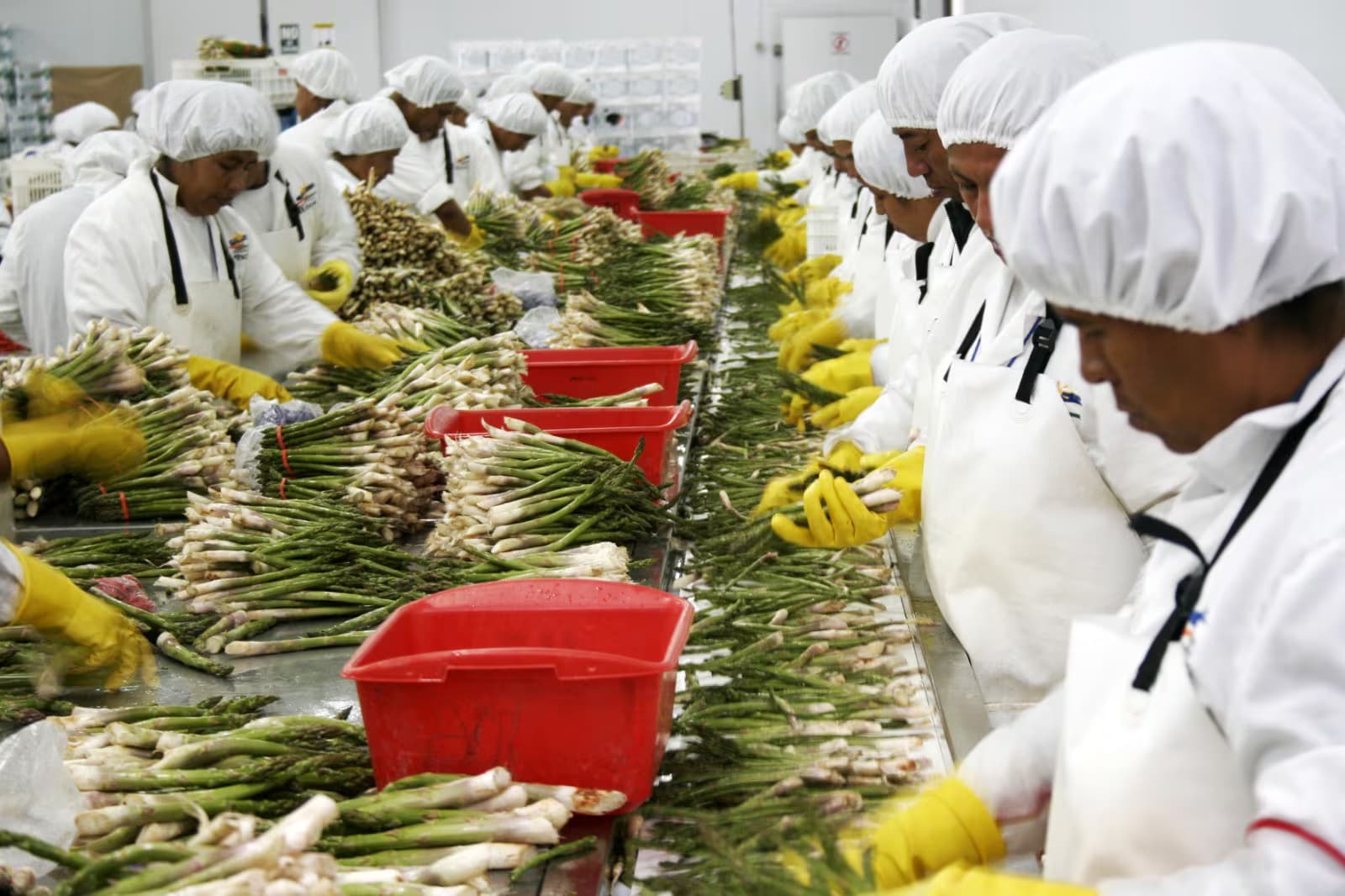 Ampliación de espárragos en Cerro Prieto tras aumento en exportaciones