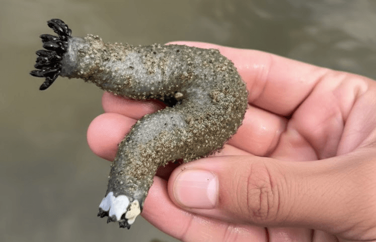 El Ancoco en Pacasmayo: Ecosistema y Gastronomía