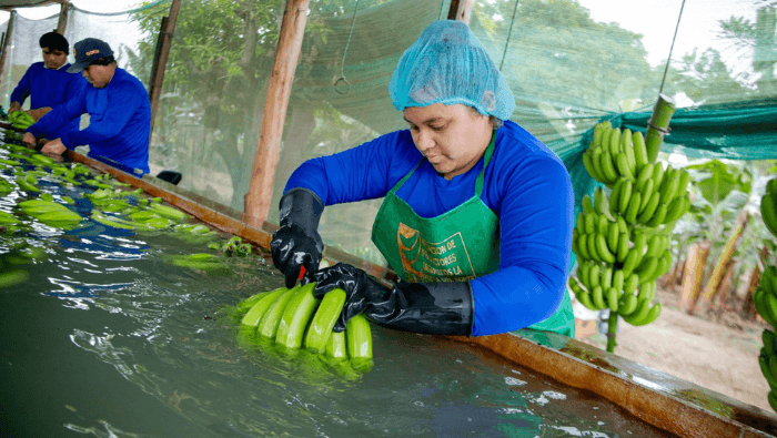 Aumento de producción de banano orgánico en La Libertad: 100 contenedores anuales a Europa