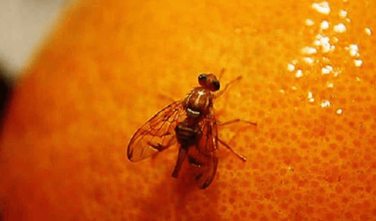 La Libertad: instalan 1,957 trampas para erradicar moscas de la fruta