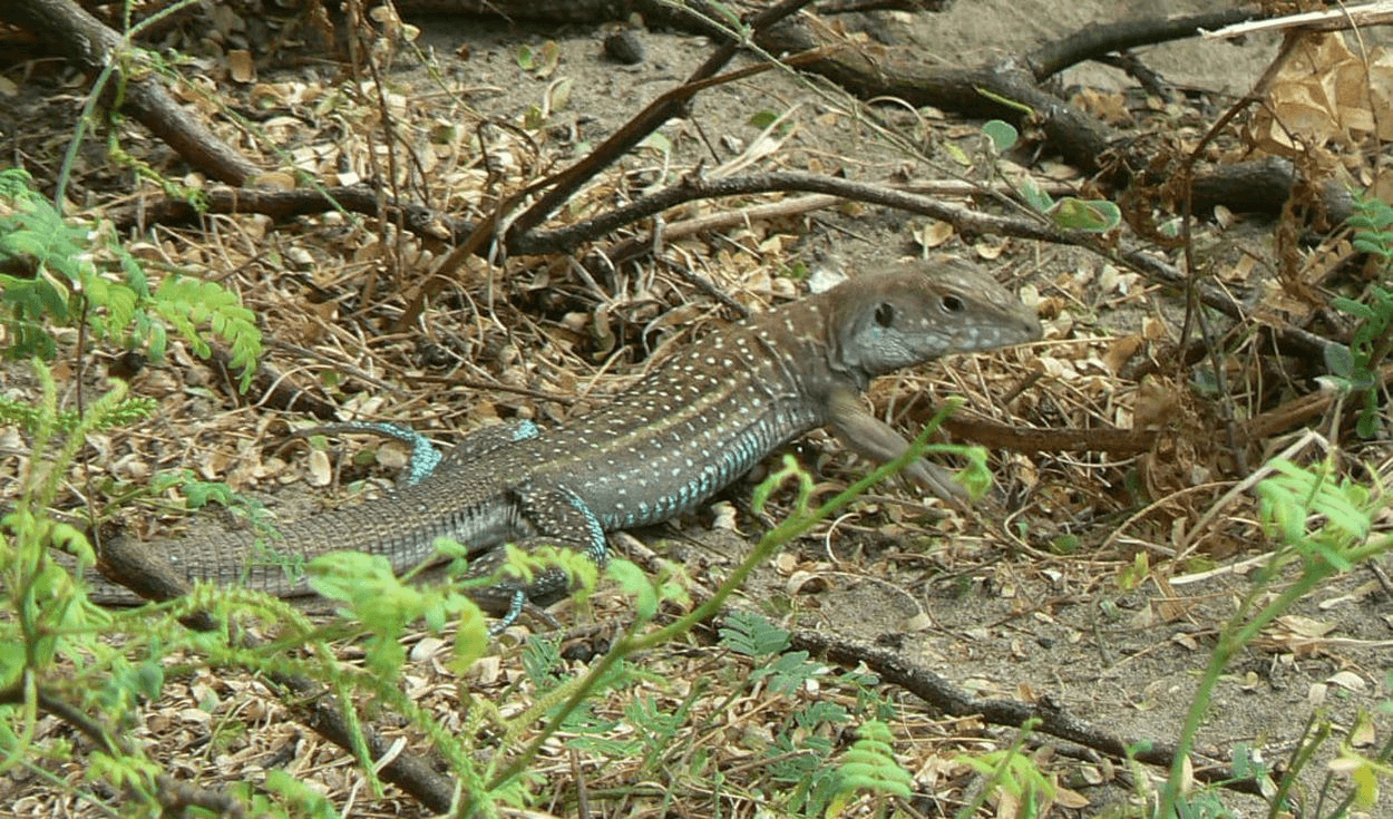 La Libertad: proponen reforestar algarrobos y proteger al cañán, animal en extinción