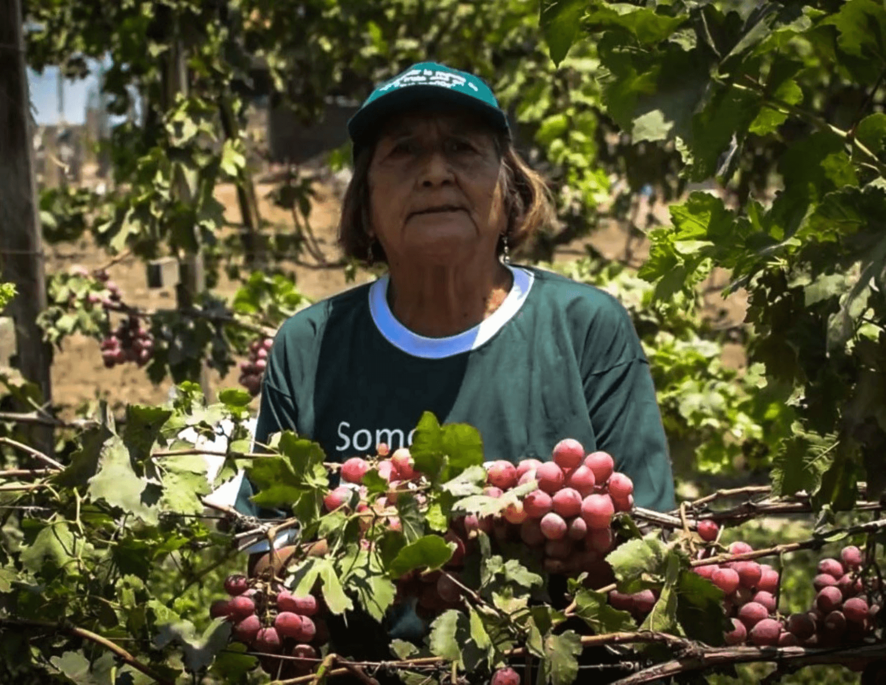 Senasa inicia acciones de control y erradicación de mosca de la fruta en La Libertad