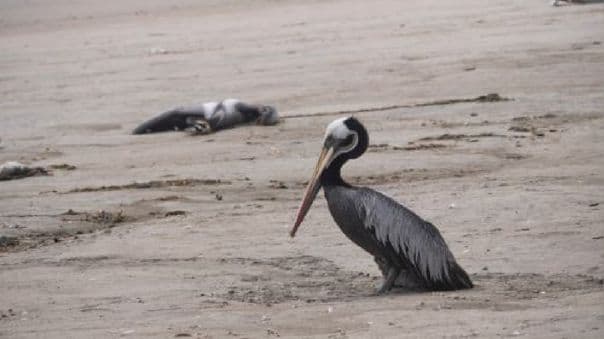 Serfor: Más de 13 mil aves silvestres marinas han muerto por la influenza aviar