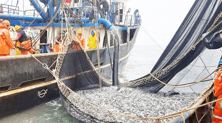 Suspenden pesca de anchoveta por exceso de juveniles