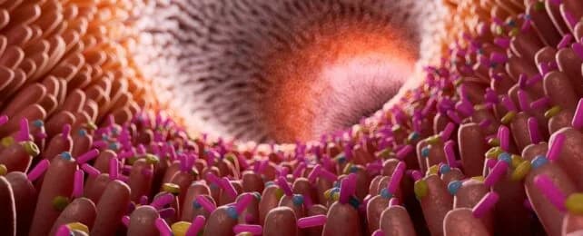 Inflamación Intestinal Vinculada Nuevamente con la Enfermedad de Alzheimer: Un Estudio Revelador