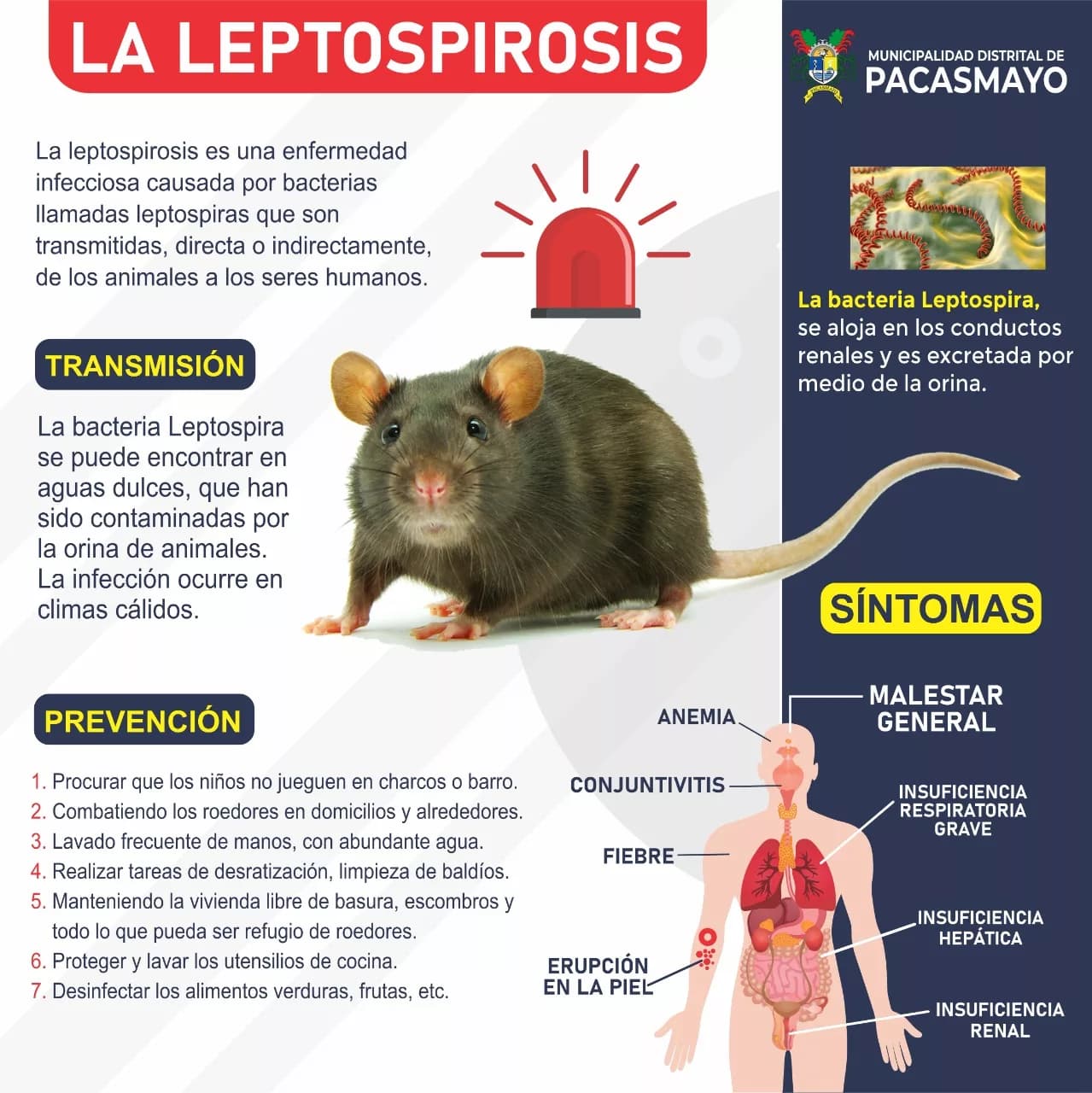 Combatiendo la Leptospirosis en Pacasmayo: Guía de Prevención Vital