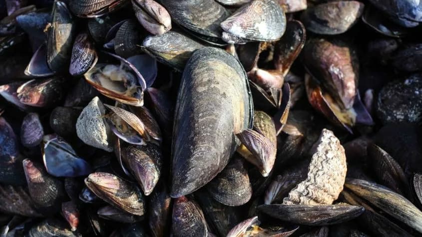 Descubrimiento Asombroso: Encuentran Choro Gigante en la Bahía de Corral