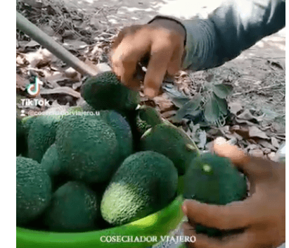 Documental sobre la Cosecha de Palta en Pacanguilla: Un Pilar Económico de Chepén