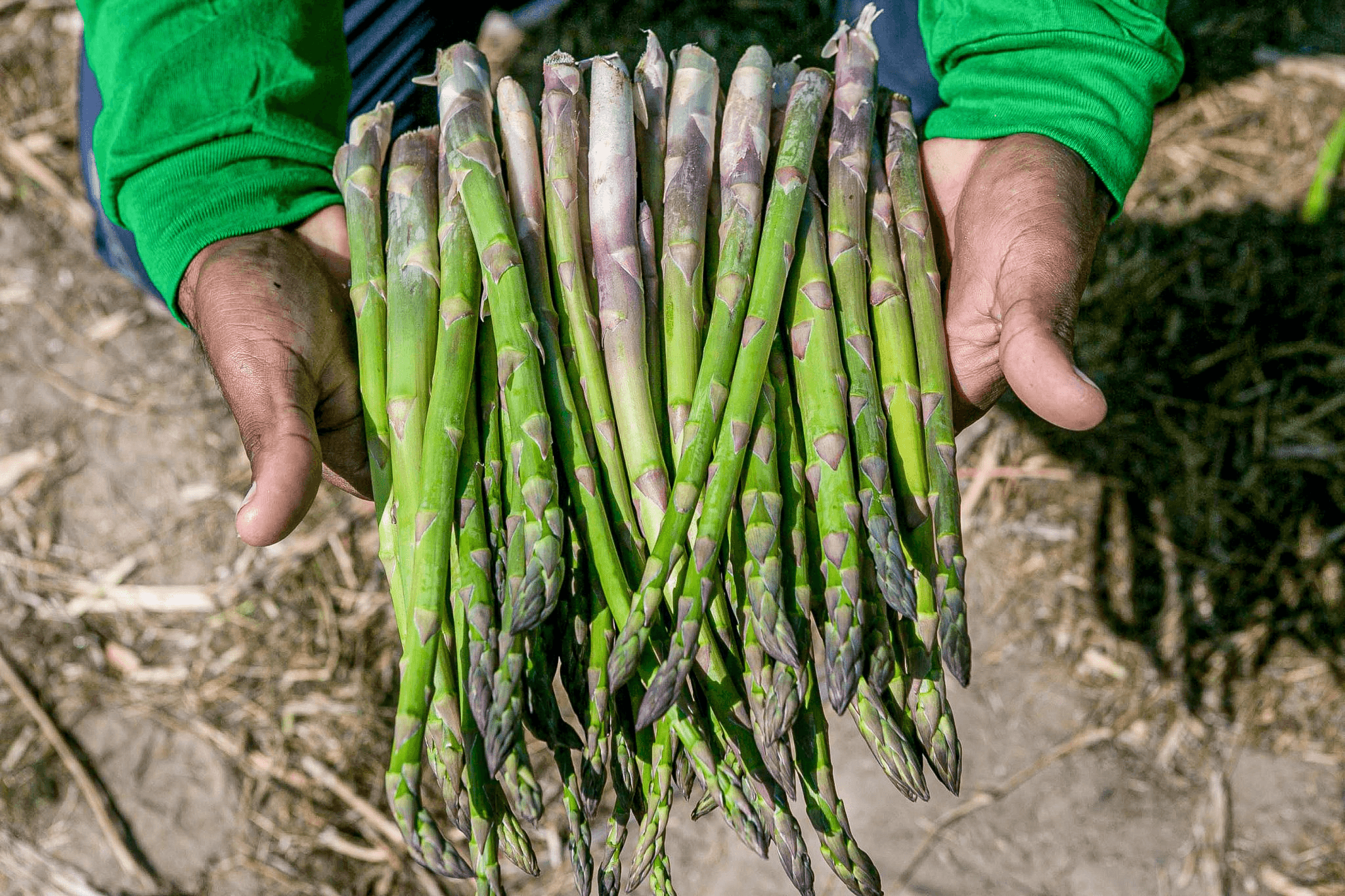 La Innovación y Éxito de Cerro Prieto en el Espárrago