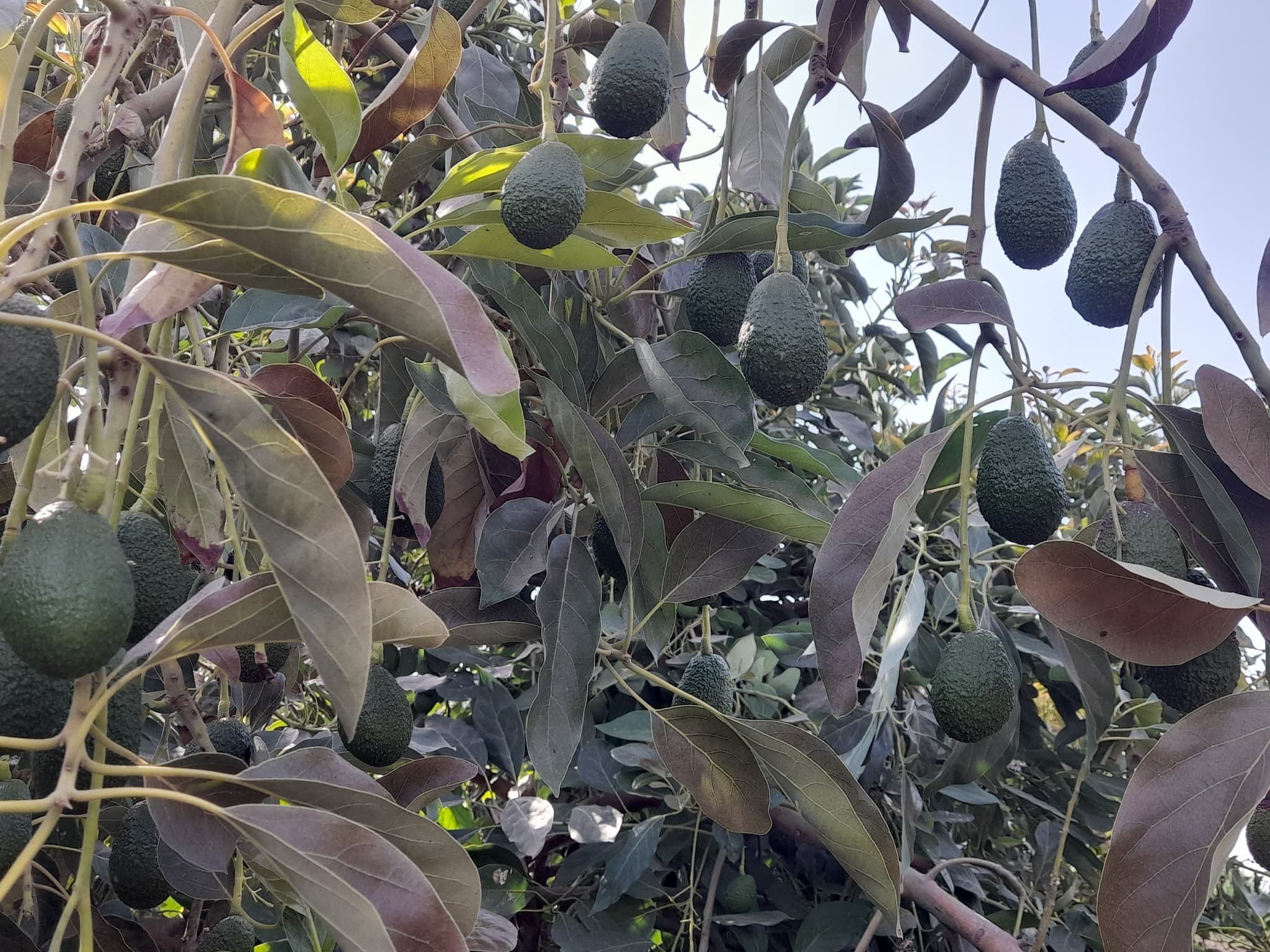 Cultivo de palto transforma economía Pacanga