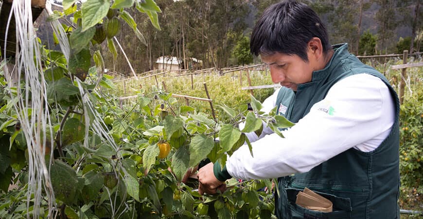Rescatando aguaymanto en Jequetepeque