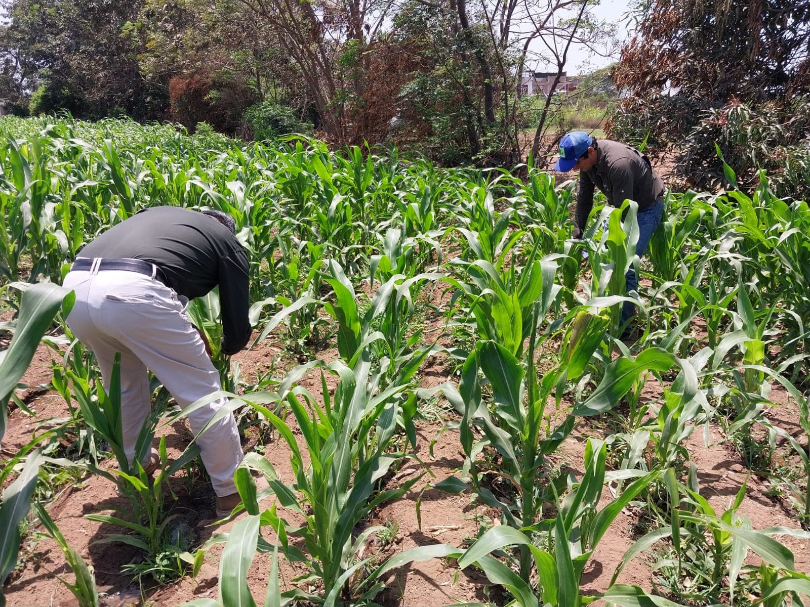 Alianza La Libertad-SENASA para erradicar la mosca de la fruta