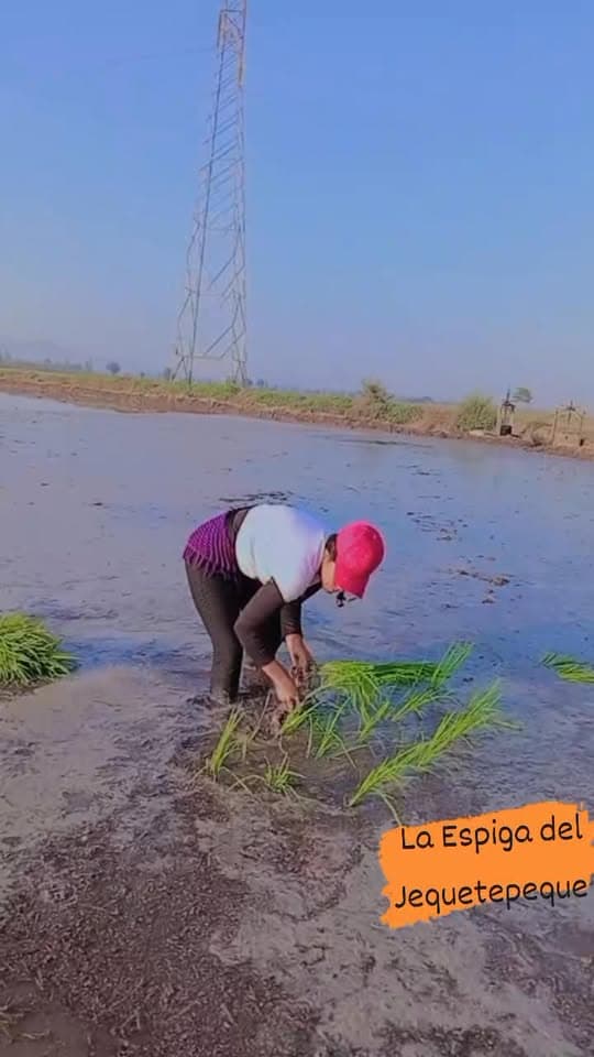 Mujeres del valle Jequetepeque: fortaleza y dedicación