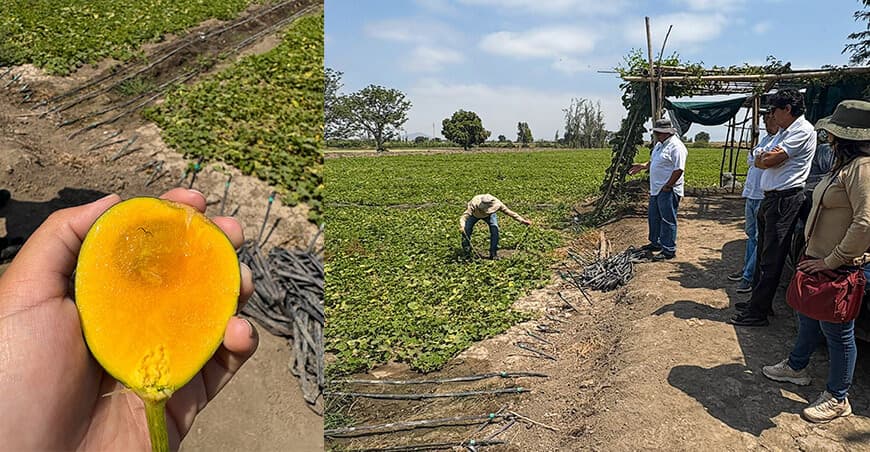 Cultivo de Zapallo Loche en Chepén: Fortaleciendo Agricultura Familiar