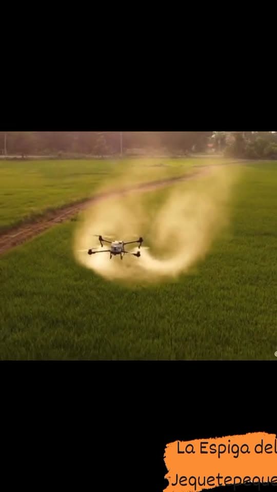 Innovación en la Agricultura de Arroz en Pay Pay, Cajamarca