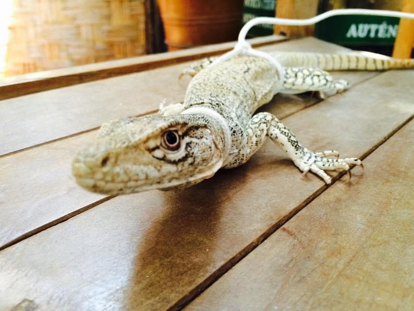 El Ceviche de Lagartija ‘Cañan’ en el Norte de Perú
