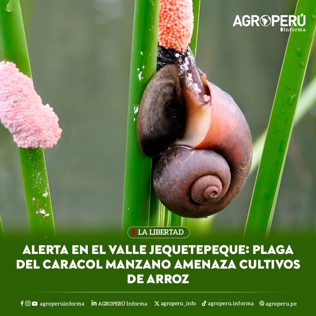 Plaga de caracoles manzano en arroz de Jequetepeque