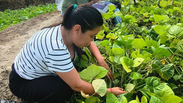 PECH busca combatir el caracol rosado en Jequetepeque