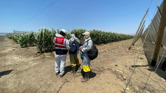 La Libertad: Verifican condiciones laborales en 110 empresas agroindustriales de Virú, Ascope, Chepén y Pacasmayo
