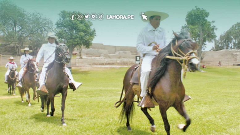 Caballo peruano de paso se lucirá en concurso