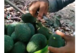 Documental sobre la Cosecha de Palta en Pacanguilla: Un Pilar Económico de Chepén
