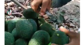 Documental sobre la Cosecha de Palta en Pacanguilla: Un Pilar Económico de Chepén