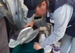 Prevención del dengue: Acciones en La Libertad y Pacasmayo