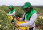 Agrícola Cerro Prieto renueva 690 hectáreas de arándanos