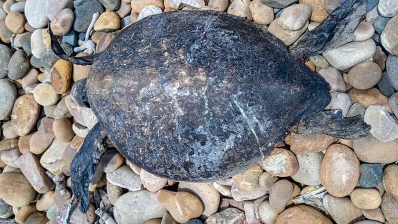 Monitoreo de fauna varada en La Libertad