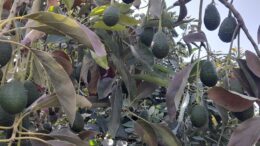 Cultivo de palto transforma economía Pacanga